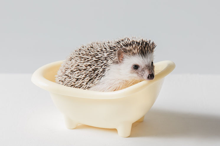 寵物寫真